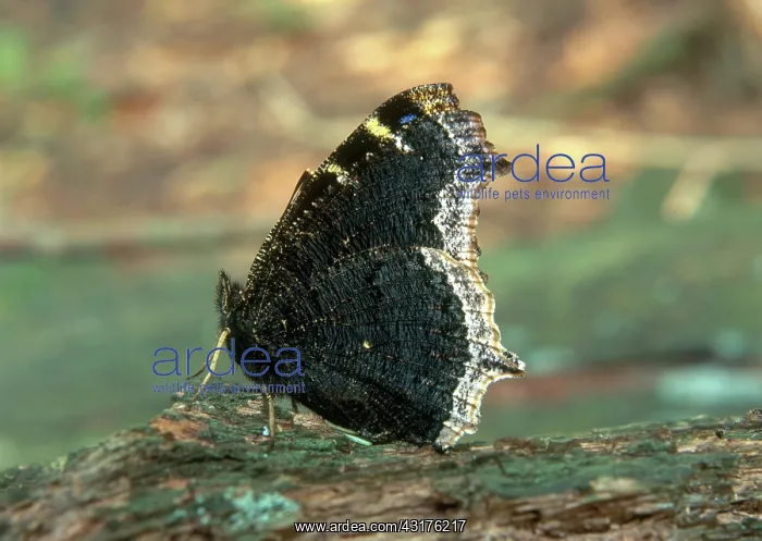 : Mourning Cloak Butterfly : Mourning Cloak Butterfly