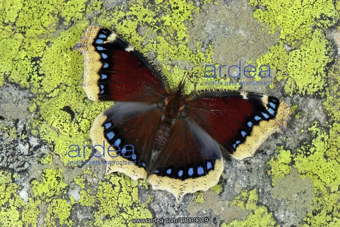 : Mourning Cloak Camberwell Beauty Grand Surprise : Mourning Cloak Camberwell Beauty Grand Surprise