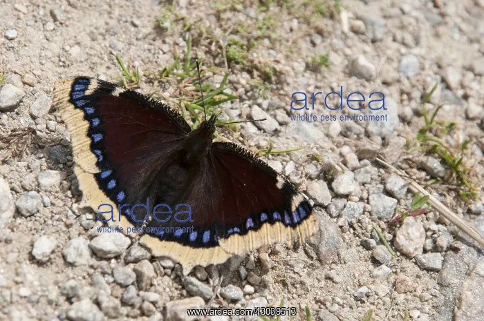  : Mourning cloak (Nymphalis antiopa) resting on