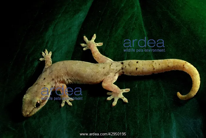 : Mourning / Common smooth-scaled gecko : Mourning / Common smooth-scaled gecko