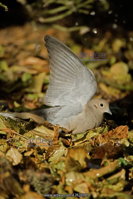 : Mourning Dove : Mourning Dove