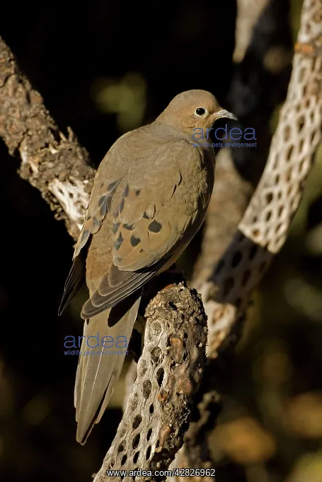 : Mourning Dove : Mourning Dove