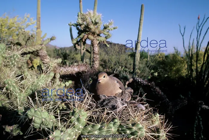  : MOURNING DOVE