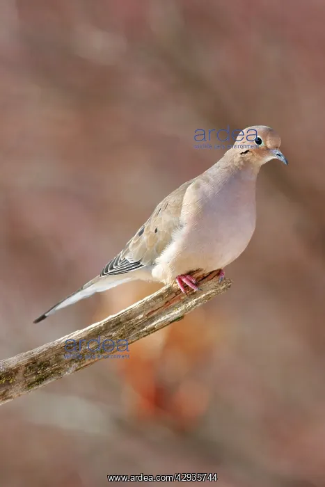 : Mourning Dove : Mourning Dove