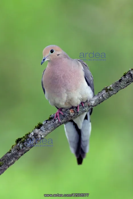  : Mourning Dove