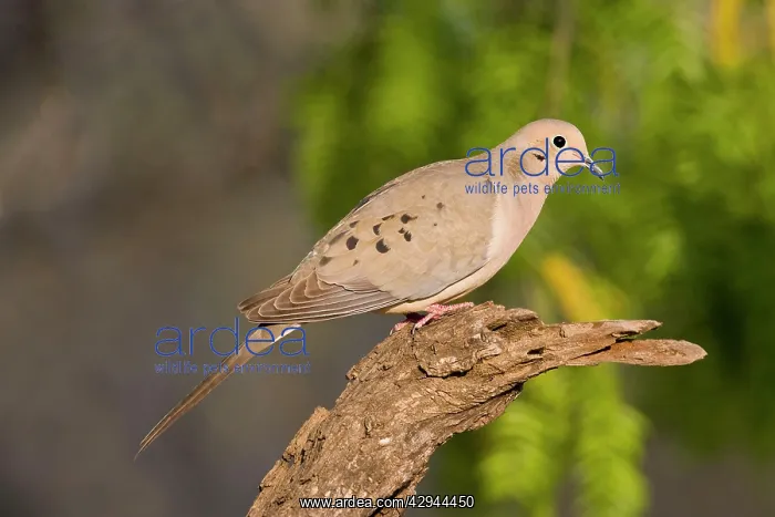 : Mourning Dove : Mourning Dove