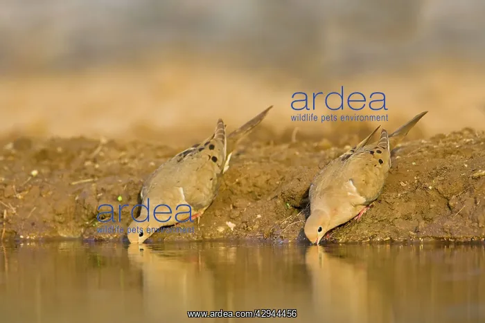: Mourning Dove : Mourning Dove