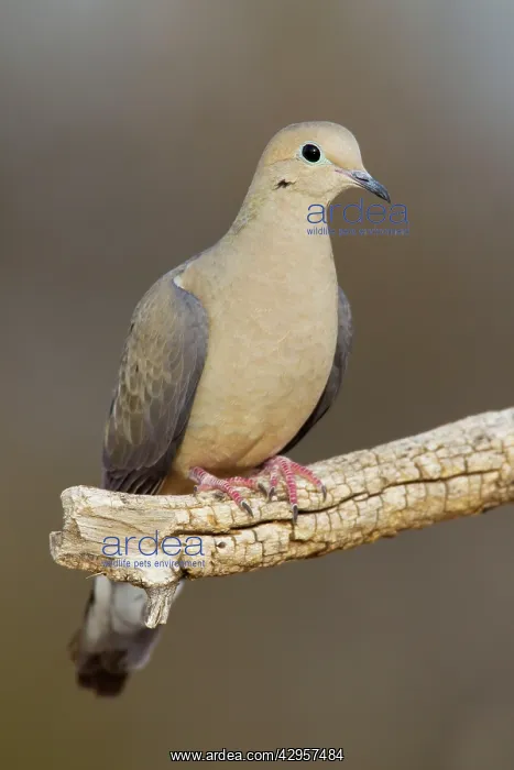 : Mourning Dove : Mourning Dove