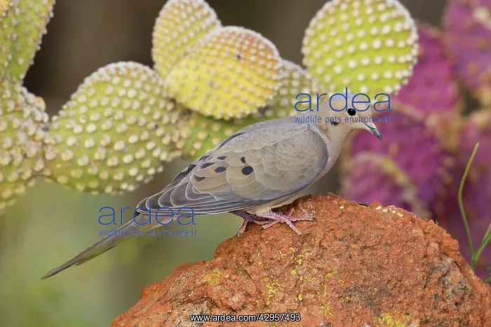: Mourning Dove : Mourning Dove