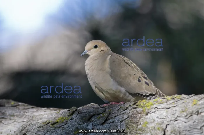 : Mourning Dove : Mourning Dove