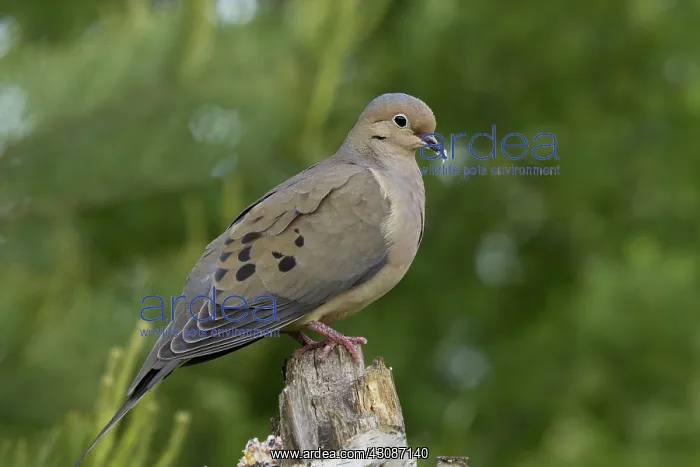 : Mourning Dove : Mourning Dove