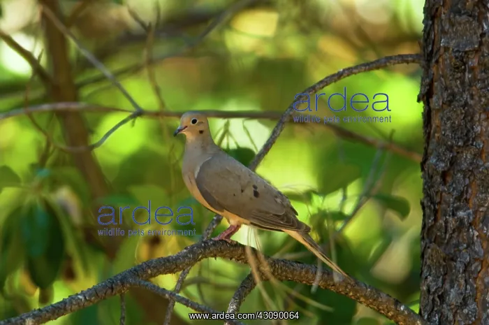: Mourning Dove : Mourning Dove