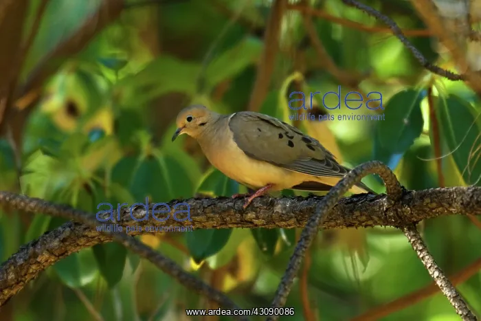 : Mourning Dove : Mourning Dove