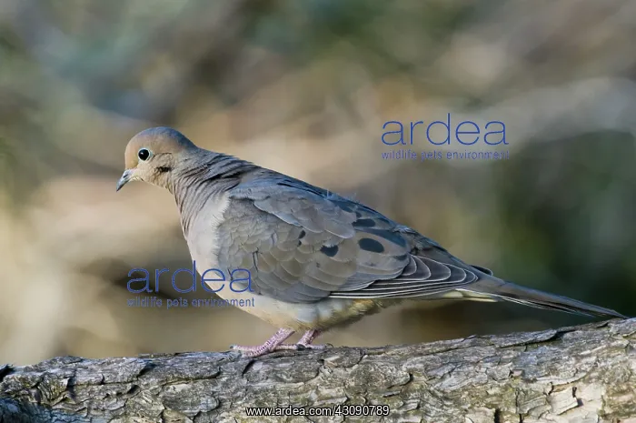 : Mourning Dove : Mourning Dove