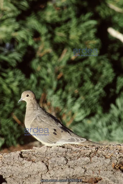 : Mourning Dove : Mourning Dove