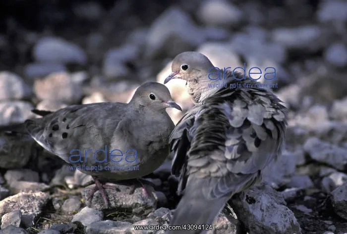 : Mourning Dove : Mourning Dove