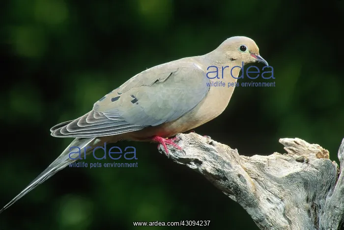: Mourning Dove : Mourning Dove