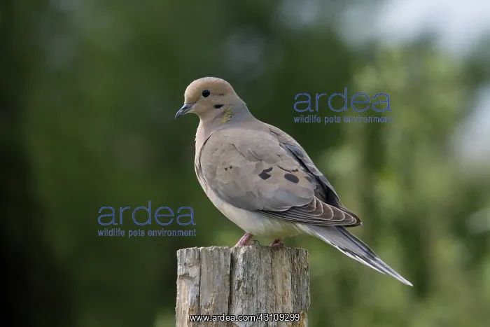 : Mourning Dove : Mourning Dove