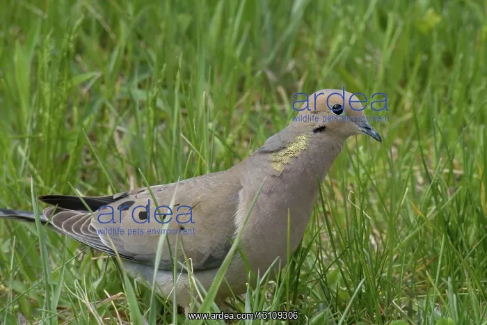 : Mourning Dove : Mourning Dove