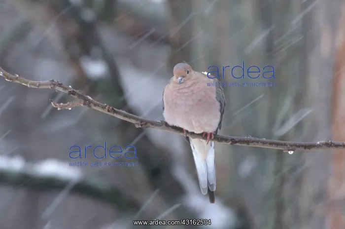 : Mourning Dove : Mourning Dove