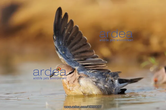 : Mourning Dove : Mourning Dove
