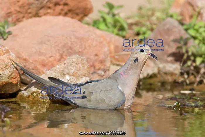 : Mourning Dove bathing : Mourning Dove bathing