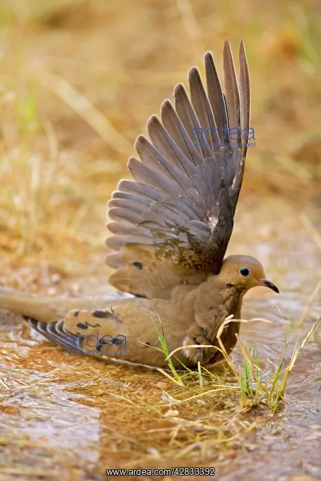 : Mourning Dove - Bathing in temporary pool : Mourning Dove - Bathing in temporary pool
