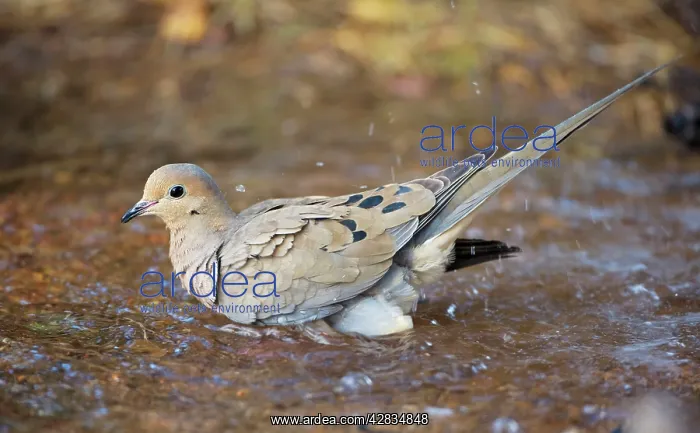 : Mourning Dove - Bathing in temporary pool : Mourning Dove - Bathing in temporary pool
