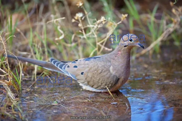 : Mourning Dove - Bathing in temporary pool : Mourning Dove - Bathing in temporary pool