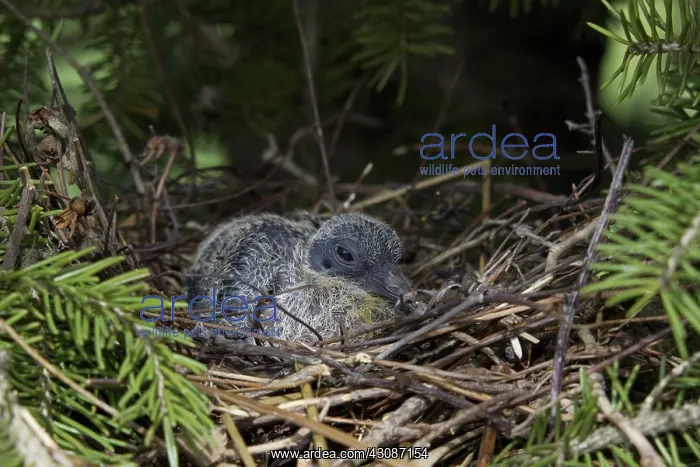 : Mourning Dove Chick : Mourning Dove Chick