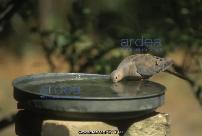 : Mourning Dove Drinking : Mourning Dove Drinking