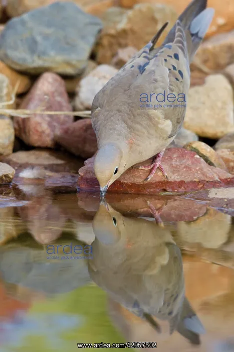 : Mourning Dove - drinking from a backyard pond : Mourning Dove - drinking from a backyard pond