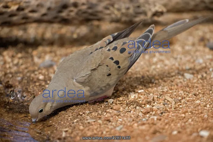 : Mourning Dove - drinking from pool : Mourning Dove - drinking from pool