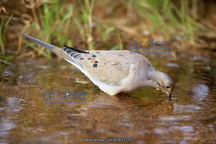 : Mourning Dove - Drinking from temporary pool : Mourning Dove - Drinking from temporary pool