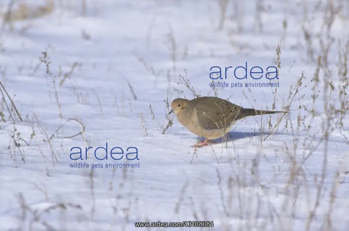 : Mourning Dove Eating Seeds : Mourning Dove Eating Seeds