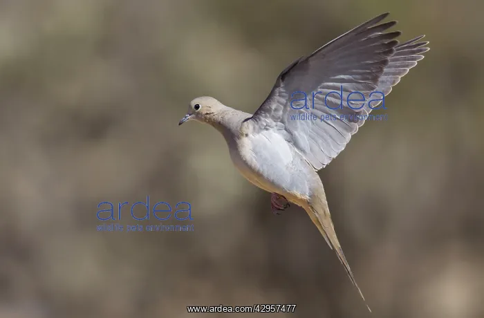 : Mourning Dove - in flight : Mourning Dove - in flight