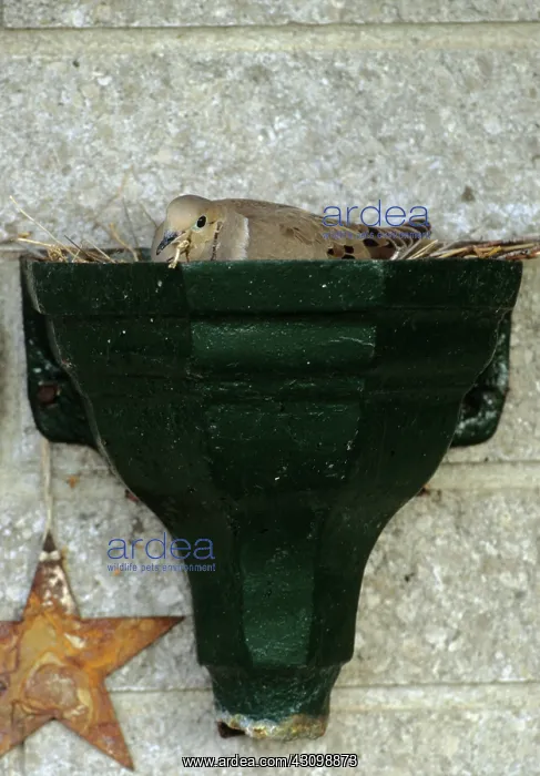 : Mourning Dove in Nest : Mourning Dove in Nest