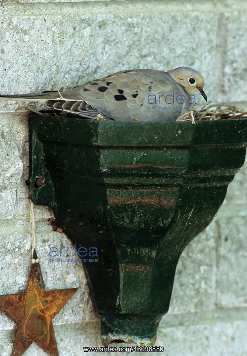 : Mourning Dove in Nest : Mourning Dove in Nest