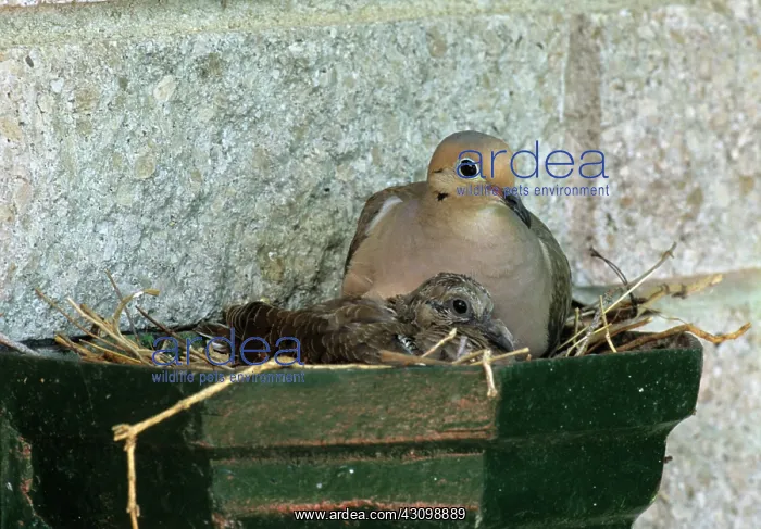 : Mourning Dove in Nest : Mourning Dove in Nest