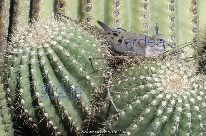 : MOURNING DOVE - on nest in Sagauro cactus : MOURNING DOVE - on nest in Sagauro cactus