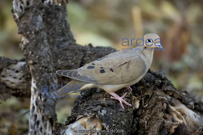 : Mourning Dove - On nest in Saguaro Cactus : Mourning Dove - On nest in Saguaro Cactus