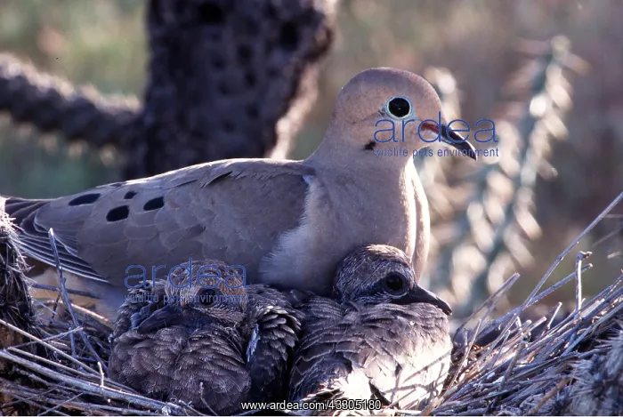 : MOURNING DOVE - nests with young : MOURNING DOVE - nests with young