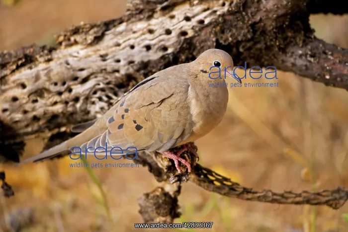 : Mourning Dove - perched : Mourning Dove - perched