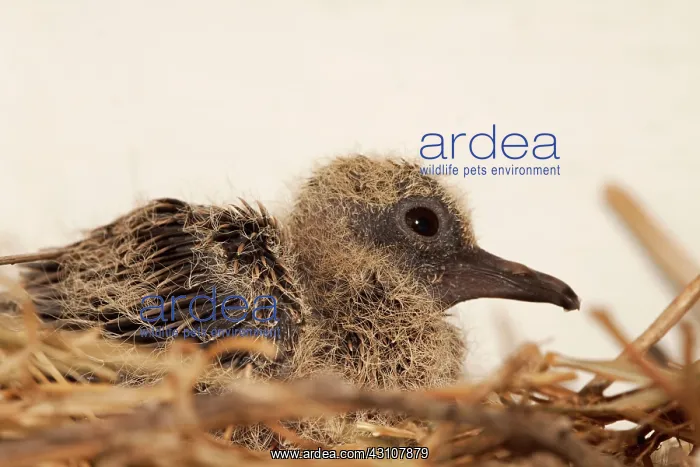 : Mourning Dove young : Mourning Dove young