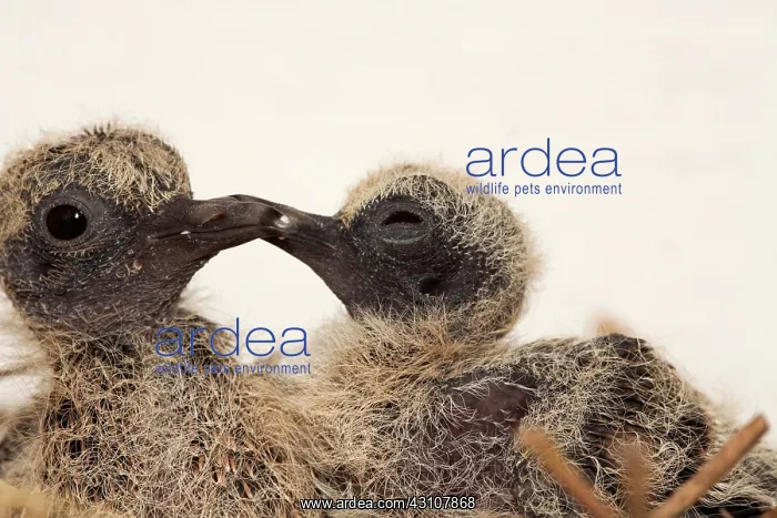: Mourning Dove young in nest : Mourning Dove young in nest