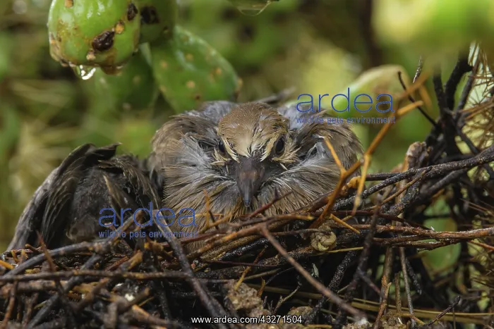 : Mourning dove, Zenaida macroura, Nestling on nest, after rai : Mourning dove, Zenaida macroura, Nestling on nest, after rai