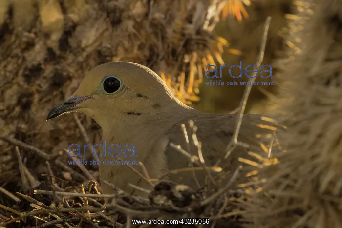 : Mourning dove (Zenaida macroura), on nest in cholla cactus, ( : Mourning dove (Zenaida macroura), on nest in cholla cactus, (