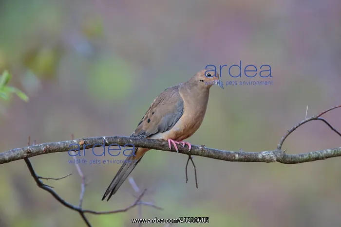 : Mourning Dove Zenaida macroura Mourning Dove Zenai : Mourning Dove Zenaida macroura Mourning Dove Zenai