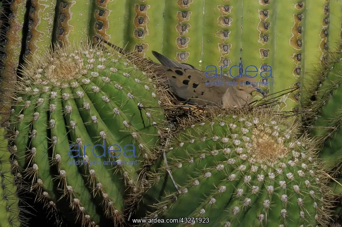 : Mourning Dove (Zenaida macroura) - On nest in Saguaro Cactus : Mourning Dove (Zenaida macroura) - On nest in Saguaro Cactus