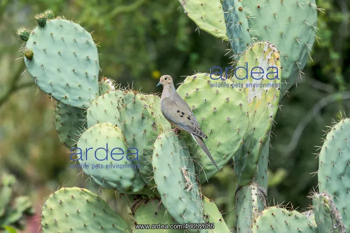 : Mourning Dove (Zenaida macroura) on Prickly Pear : Mourning Dove (Zenaida macroura) on Prickly Pear
